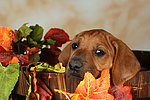hundefotos rhodesian_ridgeback