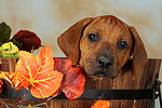 hundefotos rhodesian_ridgeback