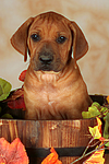 hundefotos rhodesian_ridgeback