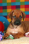 hundefotos rhodesian_ridgeback