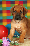 hundefotos rhodesian_ridgeback