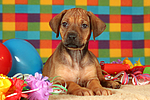 hundefotos rhodesian_ridgeback