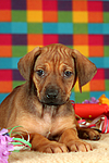hundefotos rhodesian_ridgeback