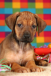 hundefotos rhodesian_ridgeback