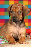 hundefotos rhodesian_ridgeback