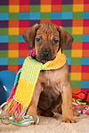 hundefotos rhodesian_ridgeback