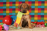 hundefotos rhodesian_ridgeback