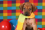 hundefotos rhodesian_ridgeback