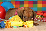 hundefotos rhodesian_ridgeback
