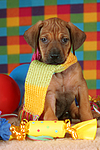 hundefotos rhodesian_ridgeback