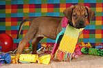hundefotos rhodesian_ridgeback
