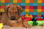 hundefotos rhodesian_ridgeback
