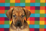 hundefotos rhodesian_ridgeback