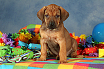 hundefotos rhodesian_ridgeback