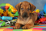 hundefotos rhodesian_ridgeback