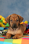hundefotos rhodesian_ridgeback