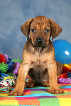 hundefotos rhodesian_ridgeback