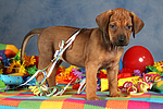 hundefotos rhodesian_ridgeback