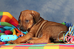 hundefotos rhodesian_ridgeback