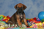 hundefotos rhodesian_ridgeback