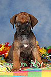 hundefotos rhodesian_ridgeback