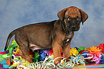 hundefotos rhodesian_ridgeback