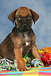 hundefotos rhodesian_ridgeback