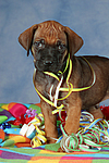 hundefotos rhodesian_ridgeback