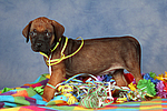 hundefotos rhodesian_ridgeback
