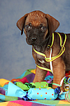 hundefotos rhodesian_ridgeback