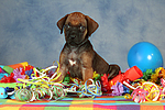 hundefotos rhodesian_ridgeback