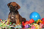 hundefotos rhodesian_ridgeback