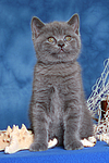 katzenfotos britisch_kurzhaar