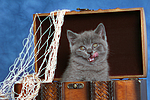 katzenfotos britisch_kurzhaar