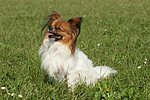 hundefotos papillon