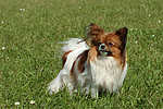 hundefotos papillon