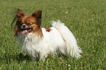 hundefotos papillon