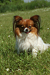 hundefotos papillon