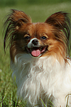 hundefotos papillon