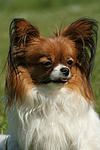 hundefotos papillon