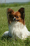 hundefotos papillon