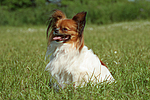 hundefotos papillon