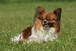 hundefotos papillon