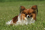 hundefotos papillon