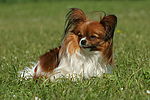 hundefotos papillon