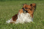 hundefotos papillon