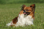 hundefotos papillon