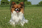 hundefotos papillon