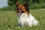 hundefotos papillon