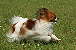 hundefotos papillon